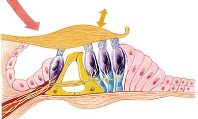 什么是耳蜗死区？